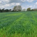 The Impact of Pollution Crisis in Fort Mill, SC on Agriculture and Farming